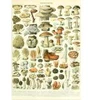 Image de Grafika Illustration du Larousse : Champignons, XIXè Siècle F-33735