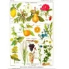 Image de Grafika Illustration du Larousse Medical Illustré : Plantes Astringentes et Apéritives, 1912 F-33736