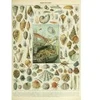 Image de Grafika Illustration du Nouveau Larousse Illustré : Mollusques, XIXè Siècle F-33743