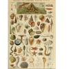 Image de Grafika Illustration du Larousse pour Tous : Mollusques, XIXè Siècle F-33744