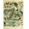 Image de Grafika Illustration du Nouveau Larousse Illustré : Oiseaux, XIXè Siècle F-33745