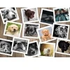 Image de Grafika Chiens T-00379