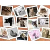Image de Grafika Chats T-00383
