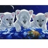 Image de Grafika Schim Schimmel - Secret, Mystery and Hope T-00403