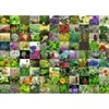 Image de Ravensburger 99 Herbes et Epices 00073