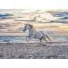Image de Ravensburger Cheval sur la Plage 00222