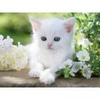 Image de Ravensburger Chaton blanc 00706