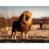 Image de Ravensburger Lion 00733