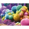 Image de Nathan Arc-en-Ciel de Cactus 01142