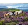 Image de Ravensburger Chevaux Sauvages Dans La Lande 01751