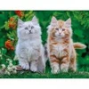 Image de Nathan Chatons Sibériens 01868