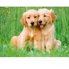 Image de Ravensburger Les Frères Golden Retriever 01902