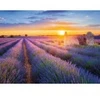 Image de Nathan Collection Régions de France - Route de la Lavande, Valensole 02002