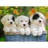 Image de Ravensburger Pièces XXL - Chiots en Peluche 12765