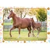Image de Nathan Maman et Bébé Cheval 86167