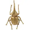 Image de Kare Herkules Beetle Gold Décoration murale design Coccinelle Accessoire murale pour salon 41 x 27 x 14 cm (H x l x P)
