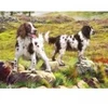 Image de Otter House Puzzle Spaniel on Moor House-Puzzle-75804
