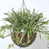Image de HOMESCAPES Panier à Suspendre Plante Artificielle Chlorophytum, Plante Artificielle tombante Chlorophyton chevelu, Plante araignée
