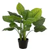 Image de J-Line Pothos Plante En Pot Plastique Vert