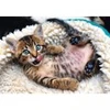 Image de Trefl Chaton 10448