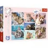 Image de Trefl Monde de Chats 16420