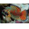 Image de Interdruk Nature Colorée - Mandarinfish 385574