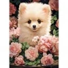 Image de Castorland Chiot Spitz Nain dans les Roses 030552