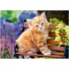 Image de Castorland Chat Roux 52240