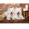 Image de Castorland Les Chiots Samoyèdes Disent Bonjour 105137
