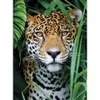 Image de Clementoni Jaguar dans la Jungle 35541