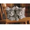 Image de Clementoni Chatons 35580