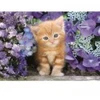 Image de Clementoni Ginger Cat 35585