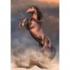 Image de Clementoni Étalon Rouge Sauvage 35595
