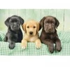 Image de Clementoni Trois Laboratoires 39946