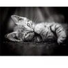 Image de Clementoni Chaton 39950