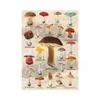 Image de Dino Collage Champignons 53309