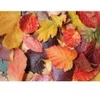 Image de Magnolia Colorful Leaves 3525