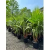 Image de Sunny Tree - Palmier Washingtonia Robusta - Tronc multiple - 140-160 cm avec pot - Palmier éventail mexicain