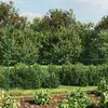Image de vidaXL Clôture à mailles losangées avec piquet d'ancrage vert 2x25 m