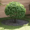Image de vidaXL adapté pour anneaux d'arbre plats 5 pcs Noir Ø90 / 120 cm Acier
