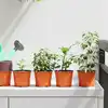 Image de vidaXL Pot à fleurs rond 50 pcs Terre cuite Ø 10 x 8 cm Plastique