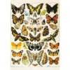 Image de Piatnik Papillons - Millot 5704