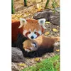 Image de Puzzle 250 pièces : Collection Save our planet : Pandas rouges