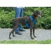 Image de EASY WALK Harnais pour chien Taille S - Bleu poignée renforcée & 2 boucles rapides