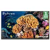 Image de Télévision extérieure - SYLVOX Frameless 55 - 4K UHD - IP56 étanche - 1000 nits