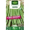 Image de Graine - Vilmorin - Haricot Nain Vert Skipper + 20 g Offert