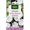Image de Graines - Vilmorin - Ipomée Géante Blanche