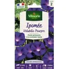 Image de Graines - Vilmorin - Ipomée Volubilis Pourpre