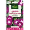 Image de Graines - Vilmorin - Ipomée Géante Scarlett OHara