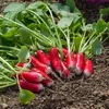 Image de Graines - Vilmorin - Radis Flamboyant 2 - BIO
